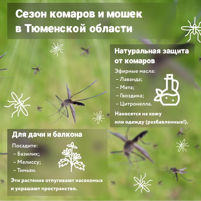 Как защититься от комаров?